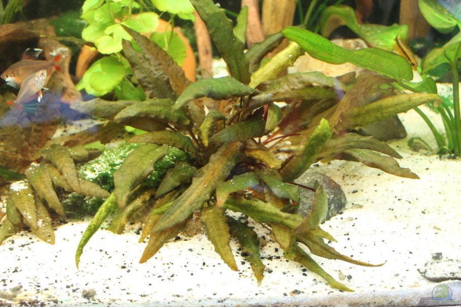 Криптокорина Вендта Грин