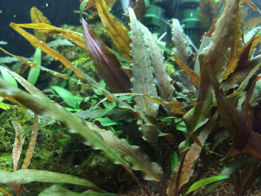 Криптокорина апоногетонолистная (Cryptocoryne aponogetifolia)