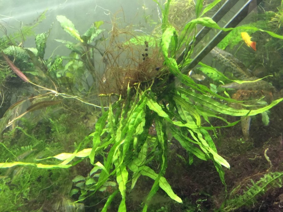 Криптокорина Вендта ред