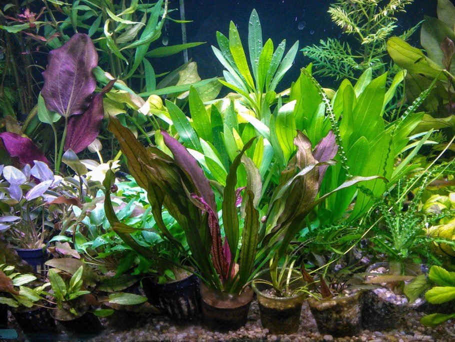 Криптокорина Бласса