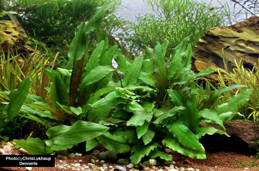 Криптокорина аквариумное красная