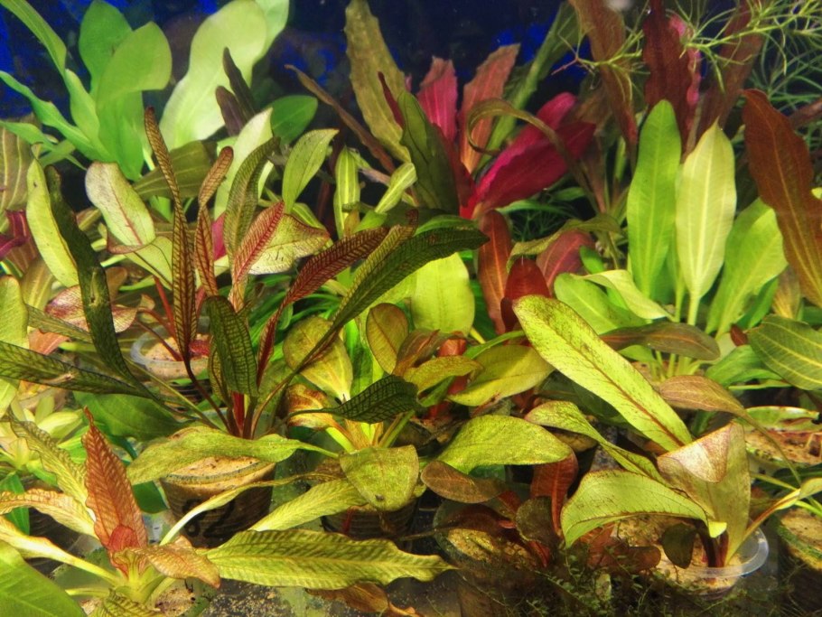 Купить Криптокорина Бласса (Cryptocoryne blassii)
