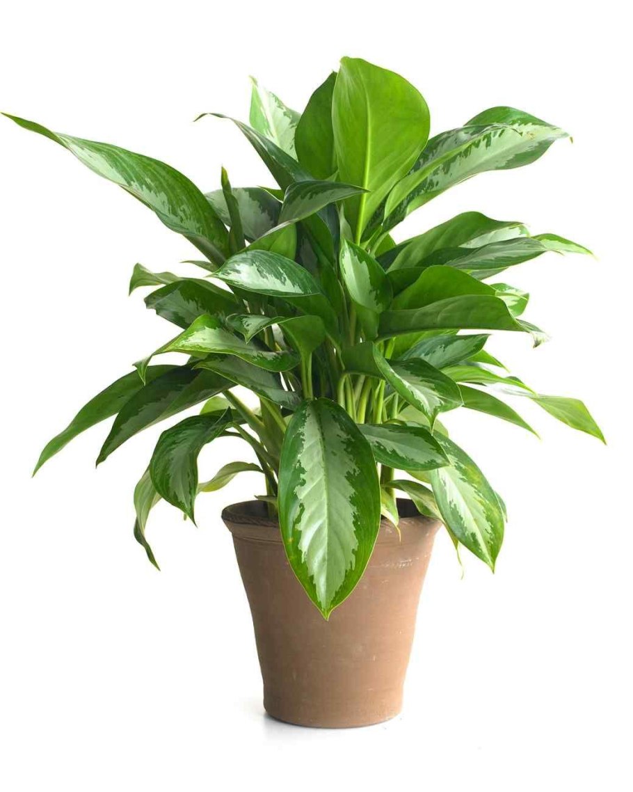 Аглаонема Сильвер