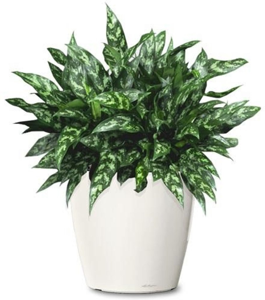 Аглаонема микс д12