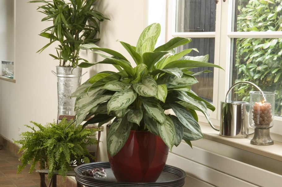 Аглаонема Люкс микс