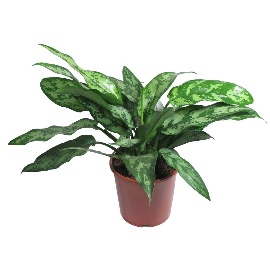 Аглаонема Кордилина