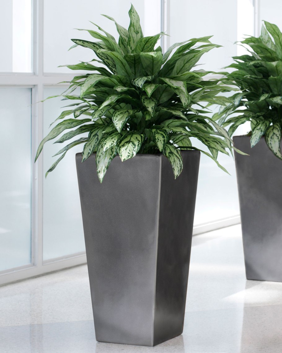 Аглаонема разросшаяся