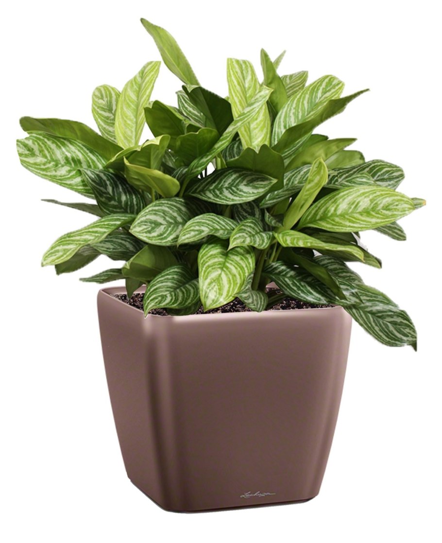 Аглаонема + Lechuza