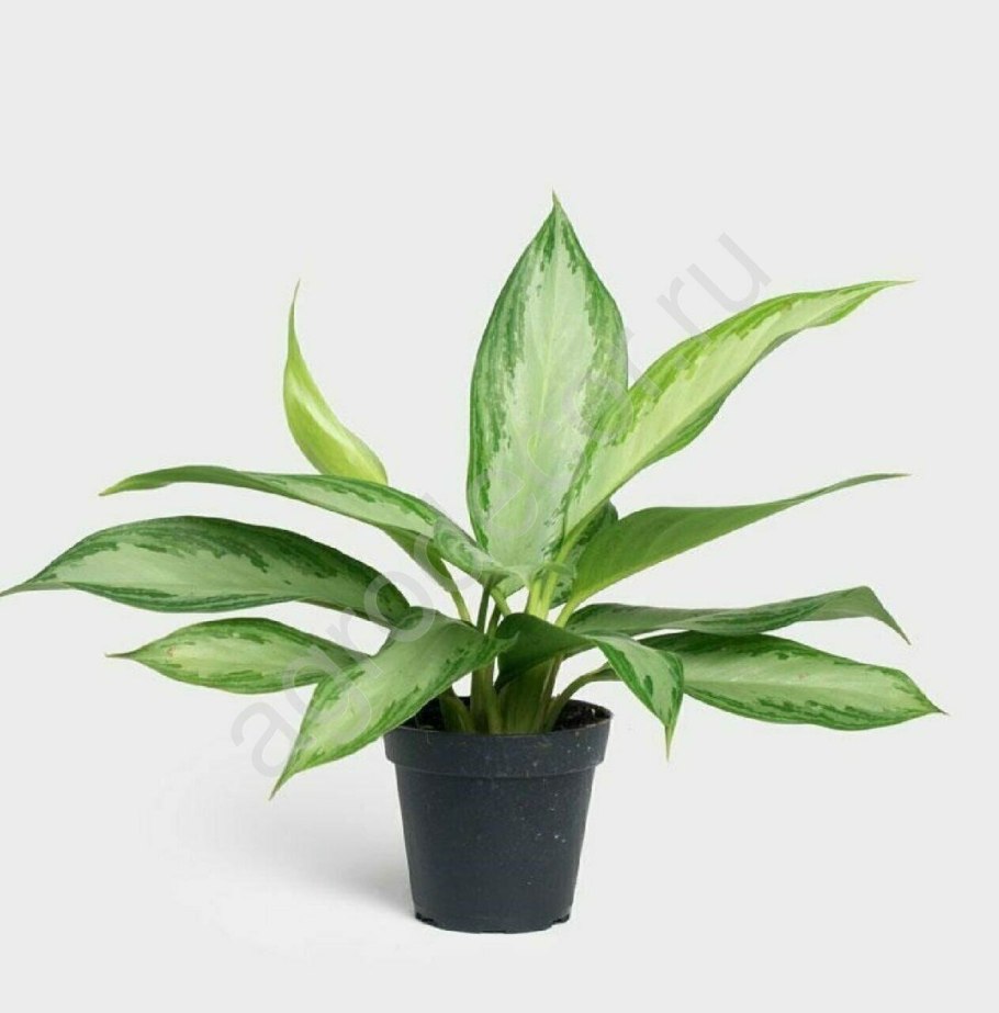 Аглаонема цветок