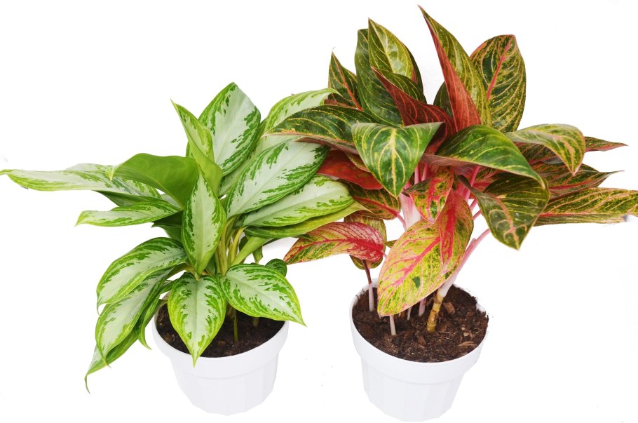 Аглаонема Сильвер