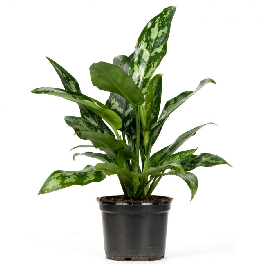 Диффенбахия в интерьере