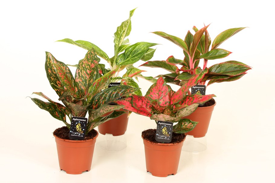 Аглаонема эскиз