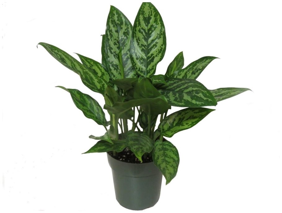 Аглаонема Клеопатра