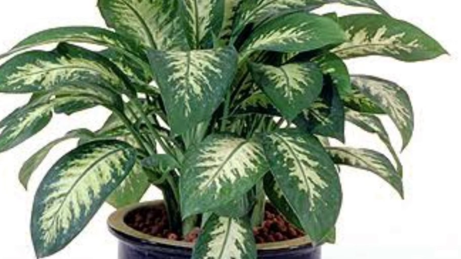 Аглаонема Трейба