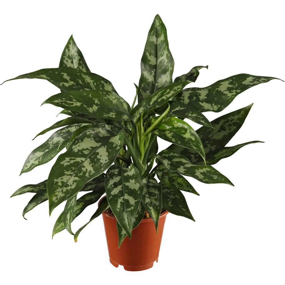 Аглаонема бордовая