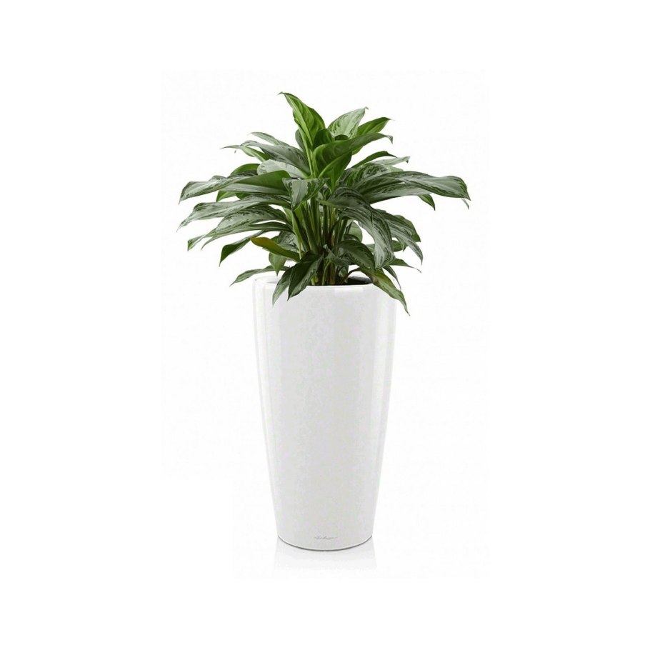 Аглаонема Evergreen.