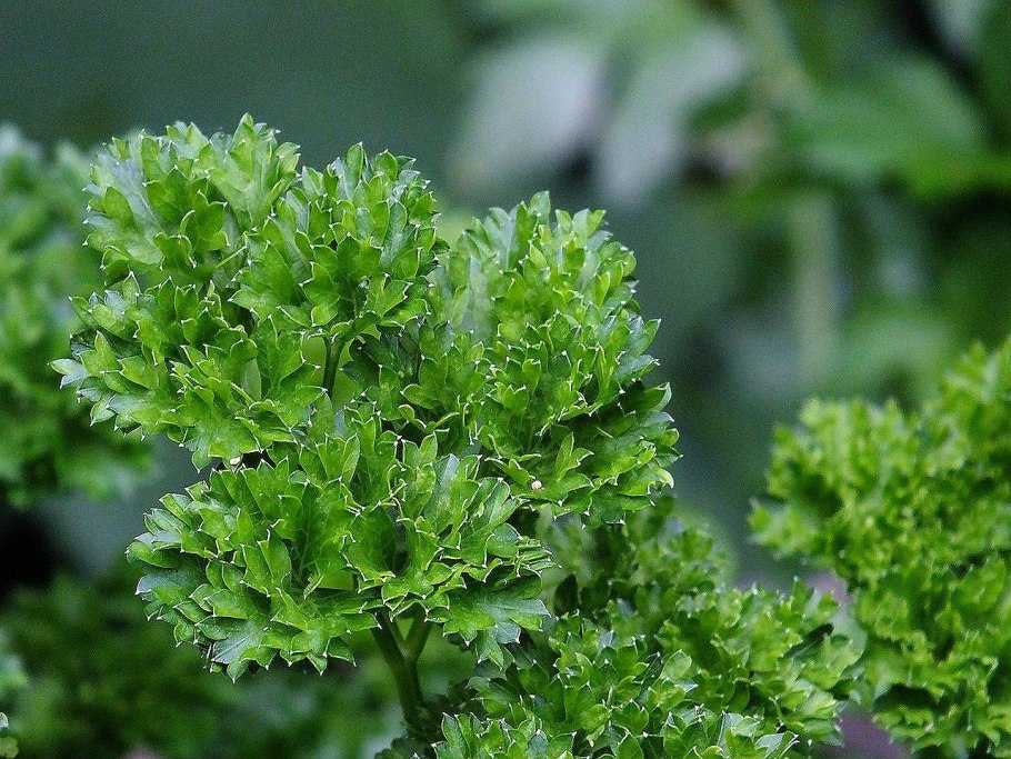 Чем отличается семена петрушки от сельдерея какие