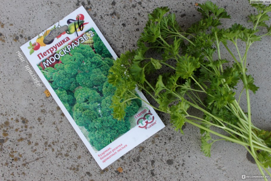 Петрушка кучерявая куст