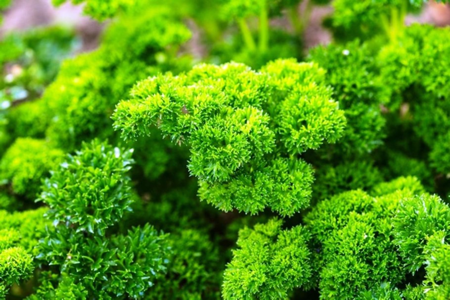 Кучерявая петрушка