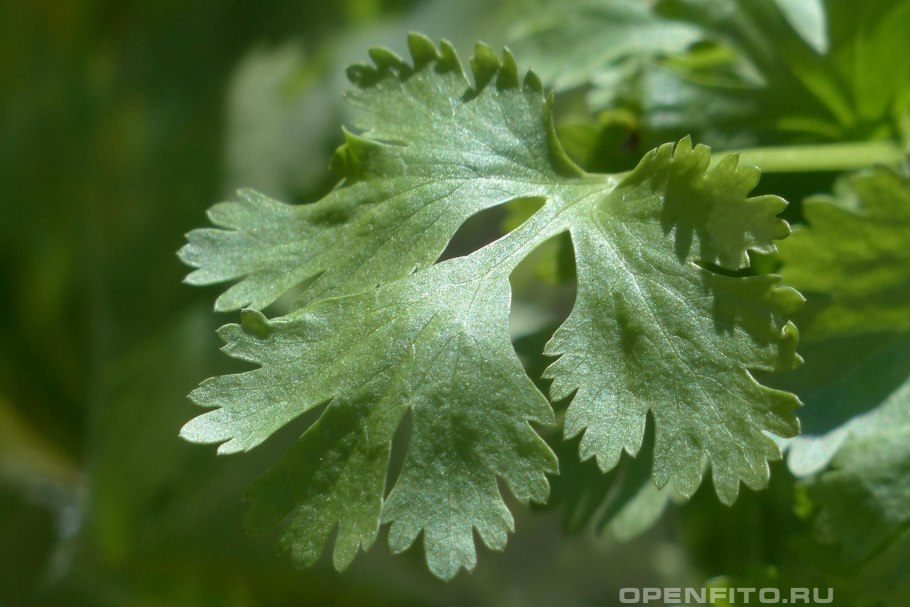 Петрушка курчавая