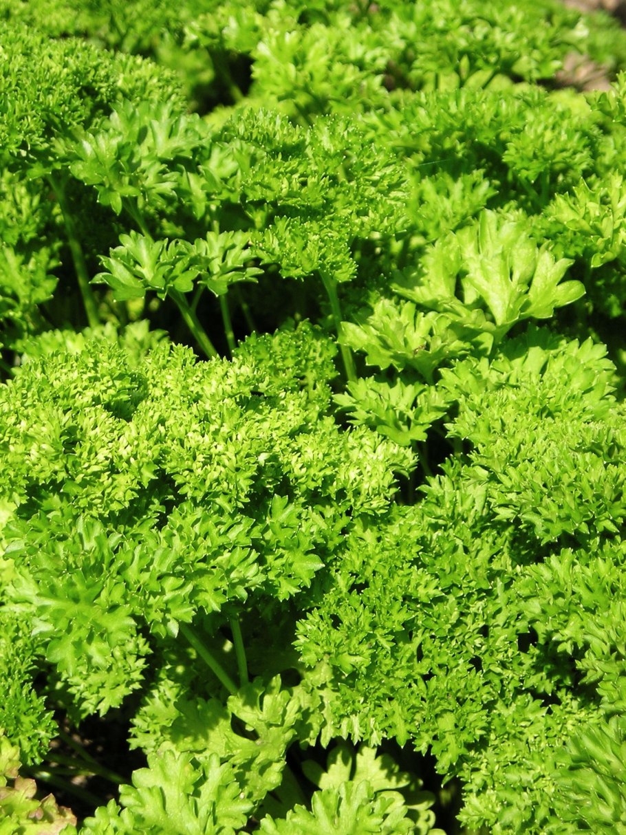 Петрушка кудрявая - Petroselinum crispum