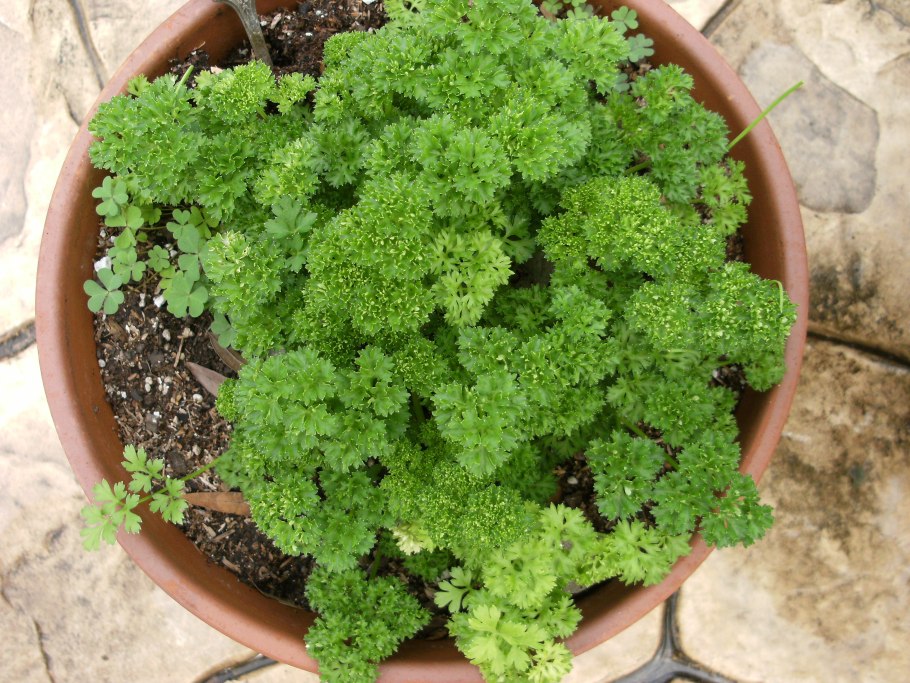 Петрушка Петро