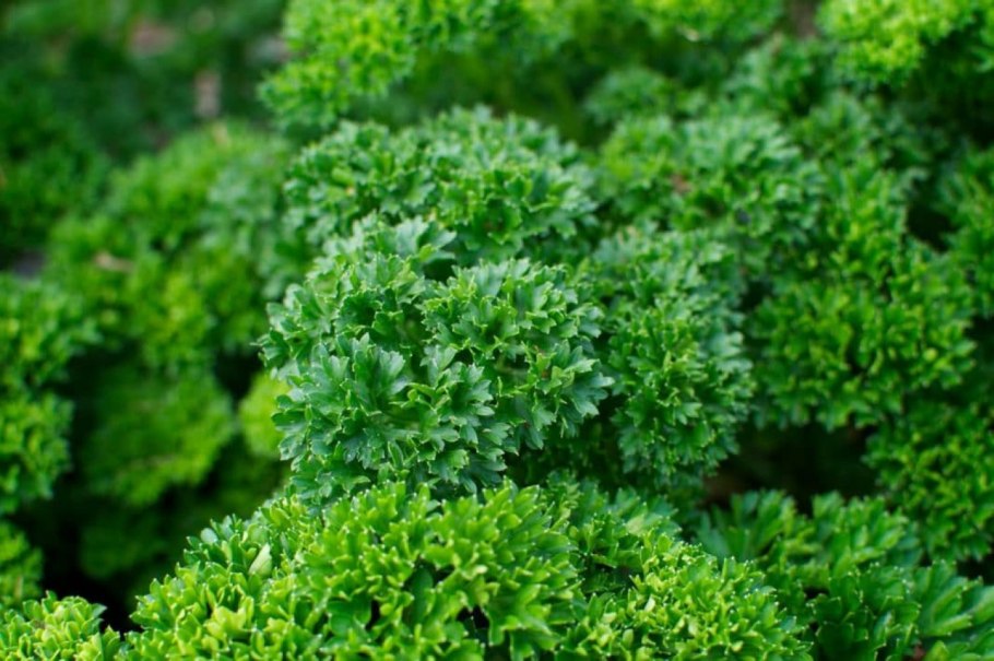 Петрушка кудрявая Кучерявец