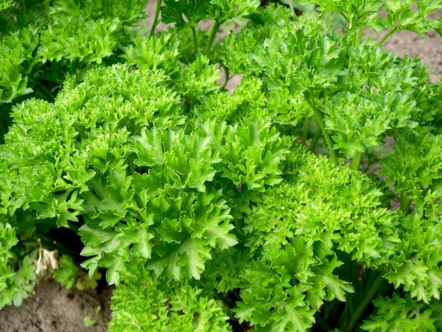 Петрушка Кучерявец