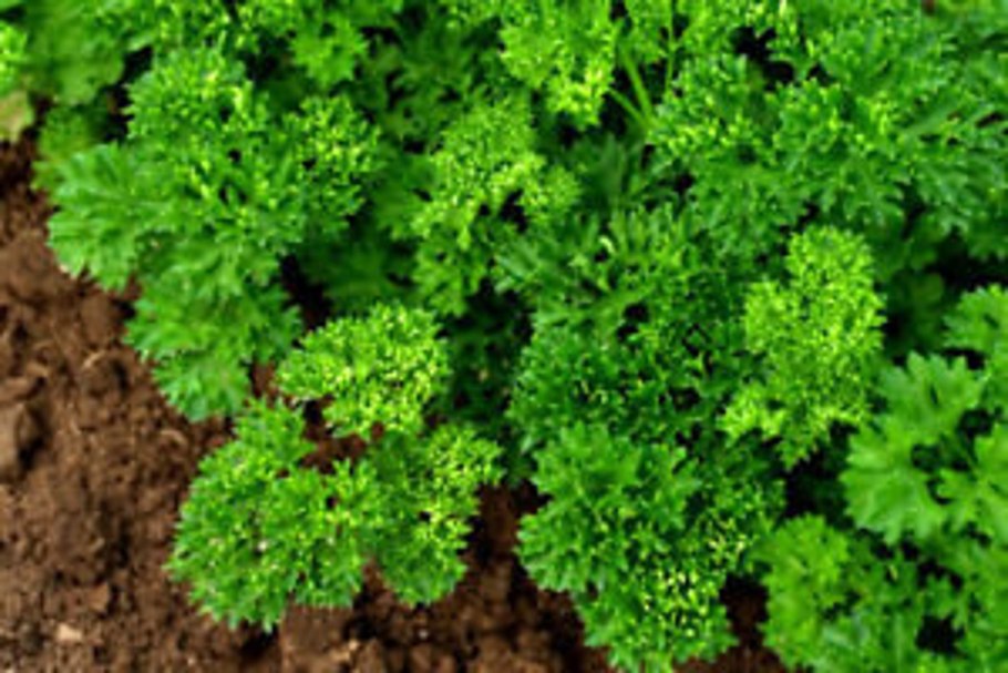 Петрушка parsley