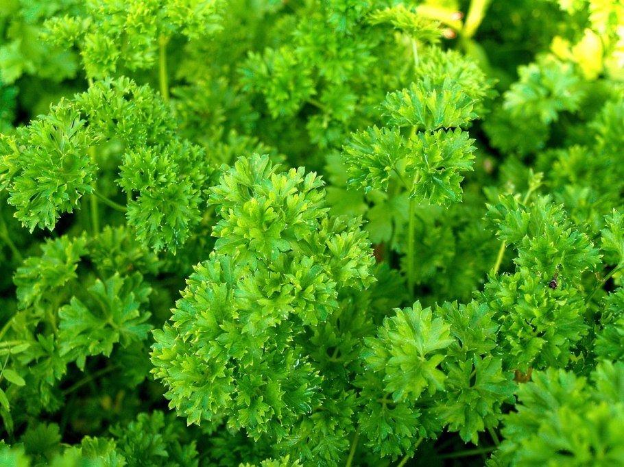 Петрушка курчавая