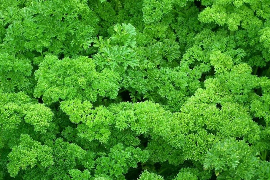 Петрушка посевная
