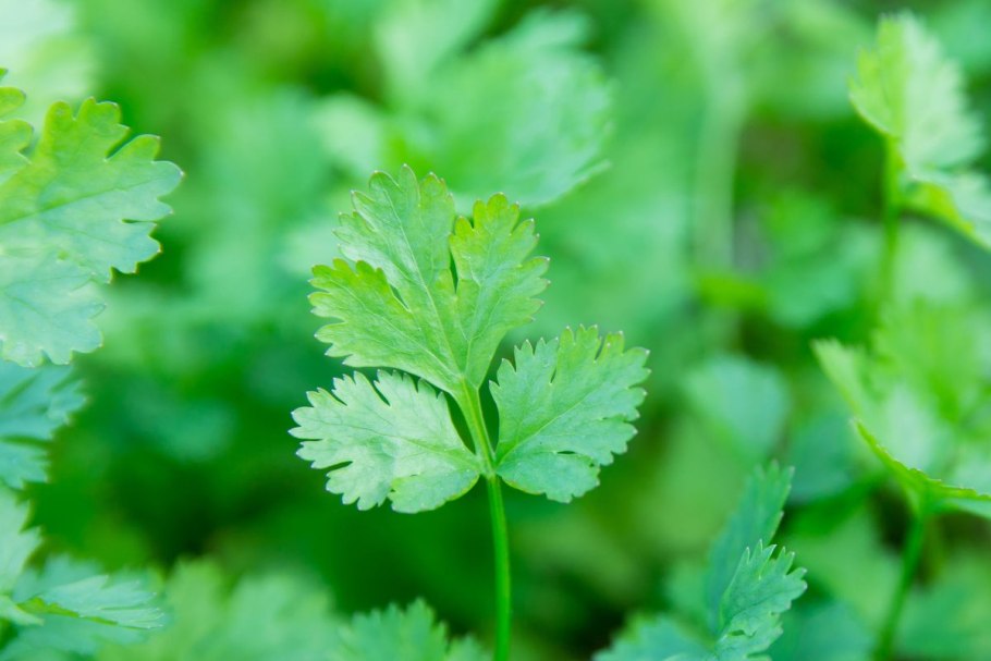 Петрушка Ворожея