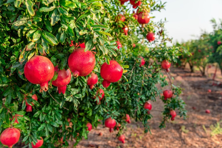 Гранат фрукт магазин Волгоград Дзержинский
