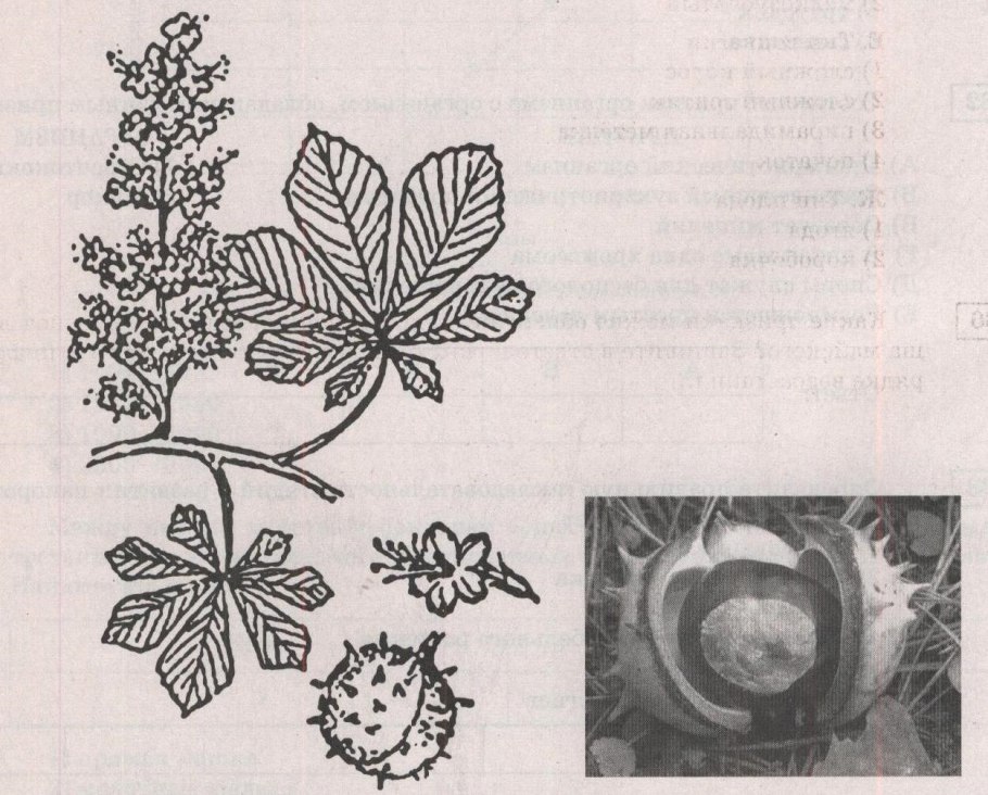 Параллельное жилкование на листе кукурузы