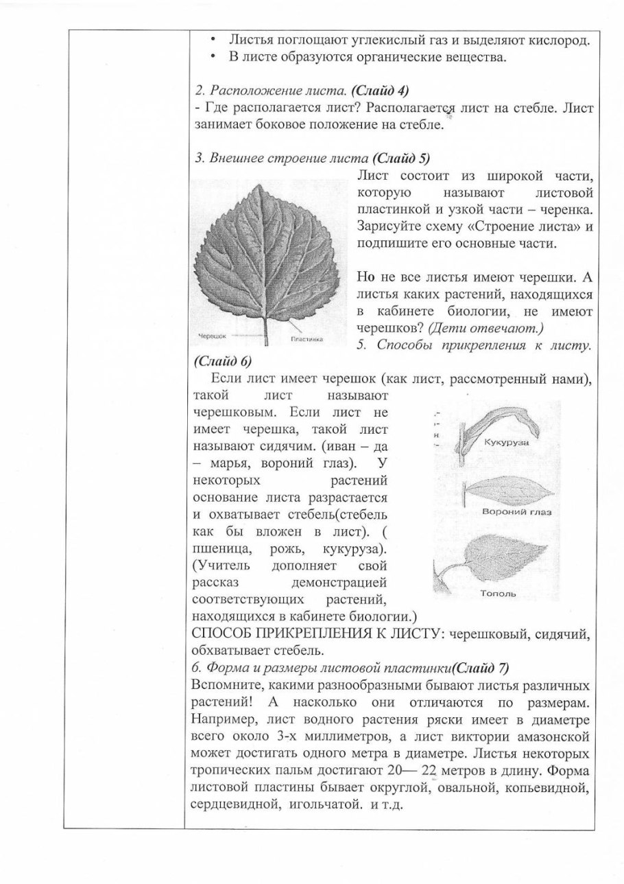 Лист каштана сложный