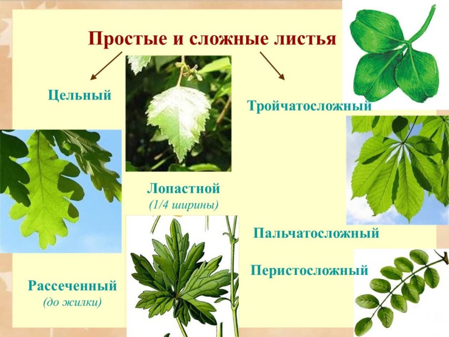 Жилкование листа каштана