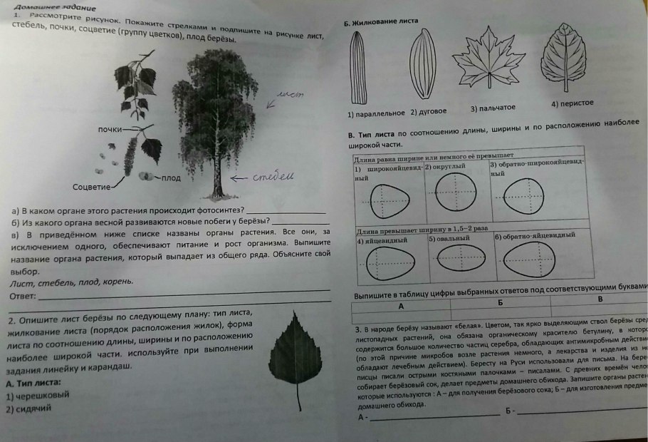 Жилкование листьев шиповника