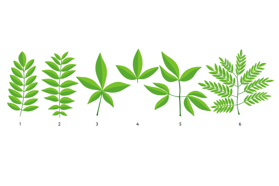 Ланцетная форма листьев