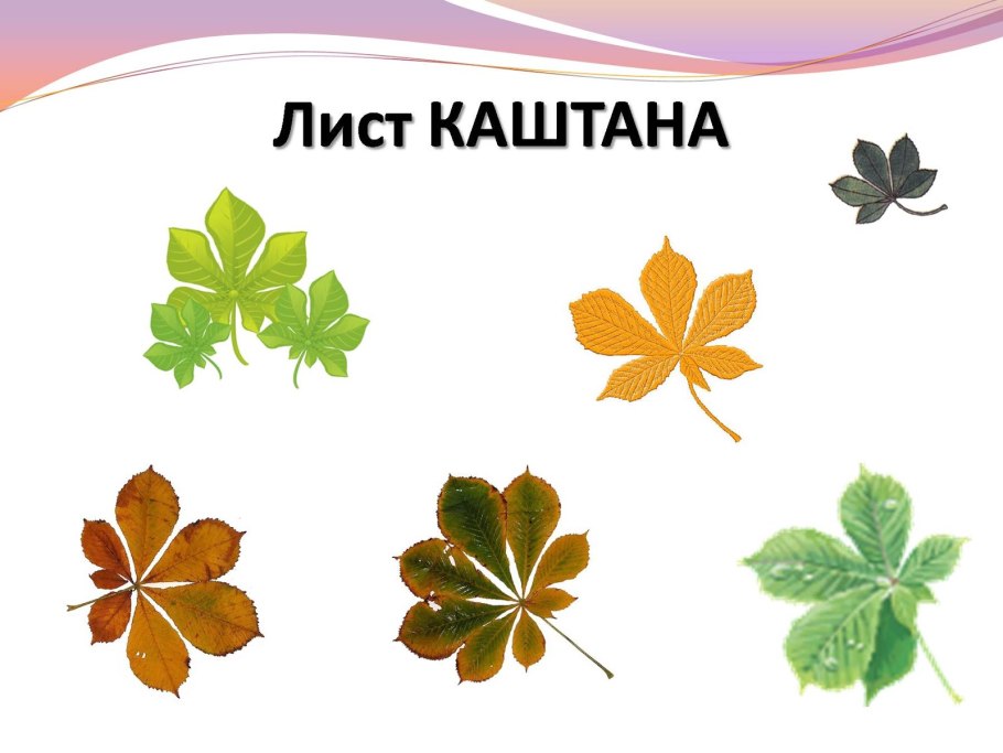 Очередное листорасположение