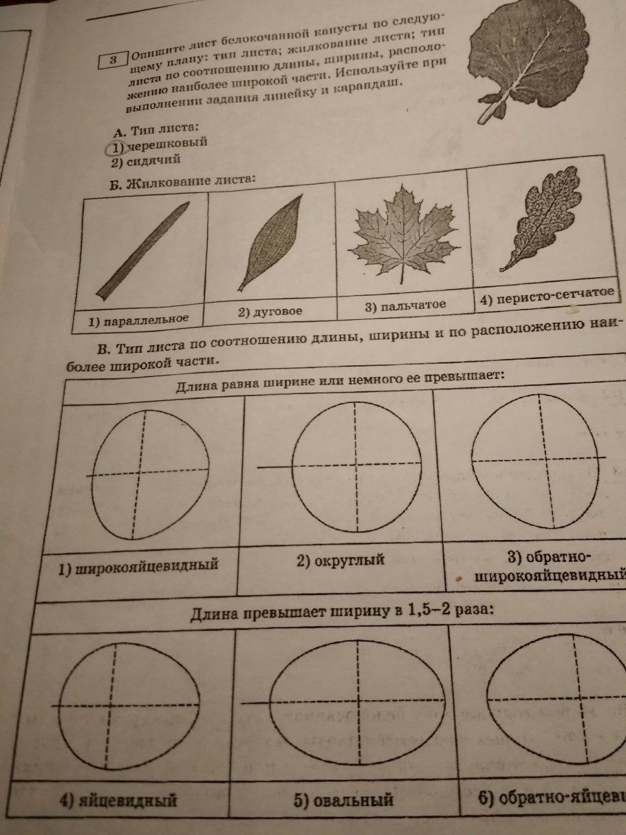 Клевер Луговой листья жилкование листьев
