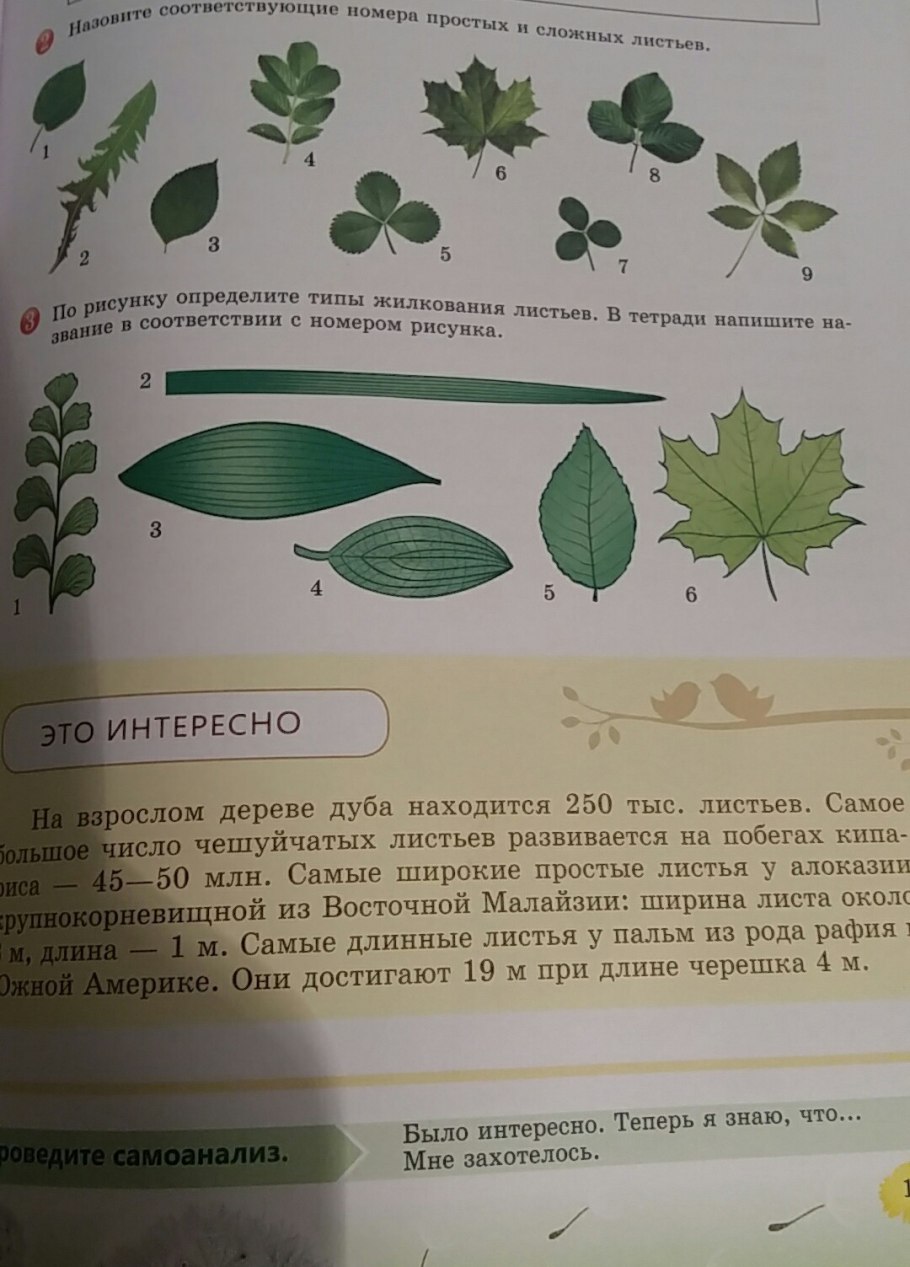 Типы расчленения листовой пластинки