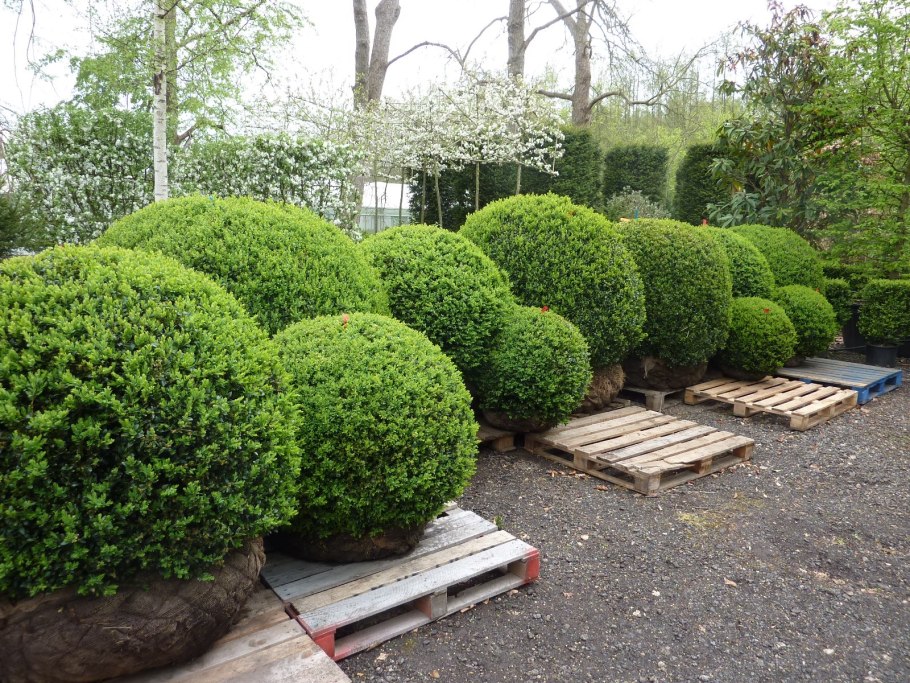 Катальпа бигнониевидная Nana