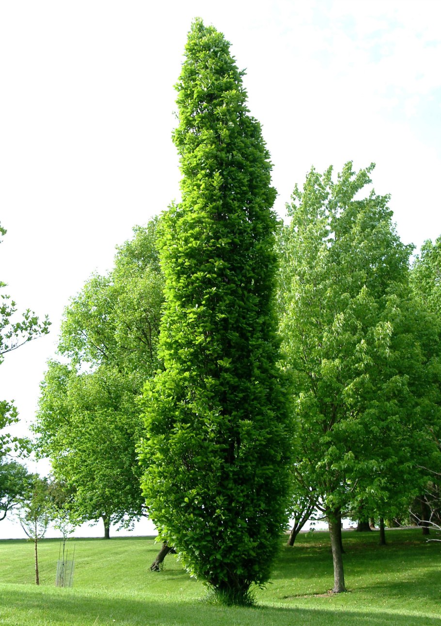 Граб обыкновенный Carpinus betulus