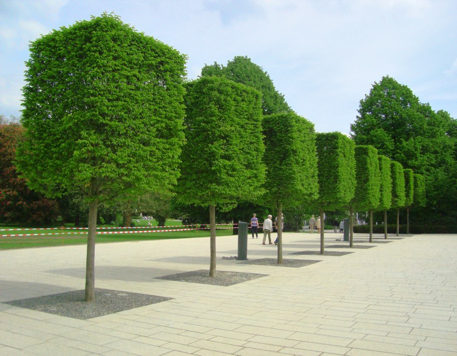 Калина гордовина Живая изгородь