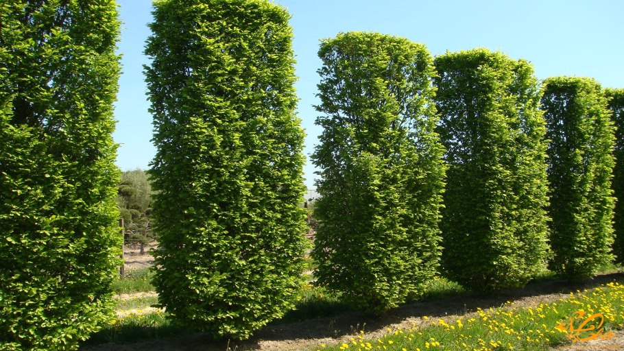 Граб обыкновенный Carpinus betulus