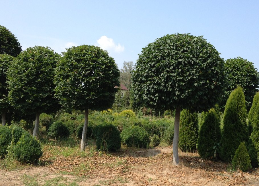 Липа мелколистная Гринспайер