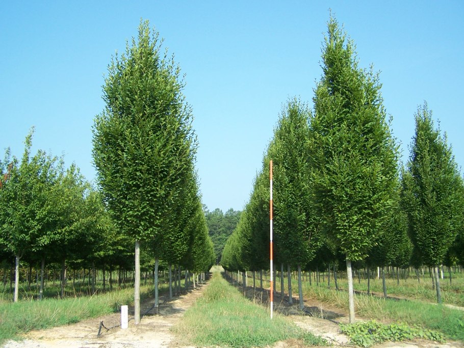 Вяз шершавый Ulmus glabra HUDS