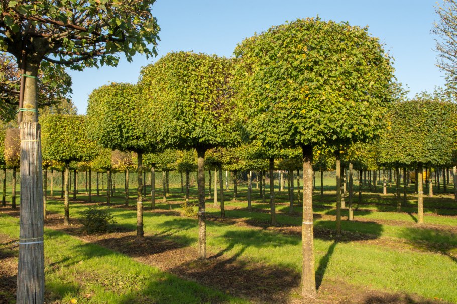 Клен остролистный Глобозум