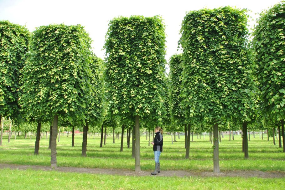 Граб обыкновенный Carpinus betulus