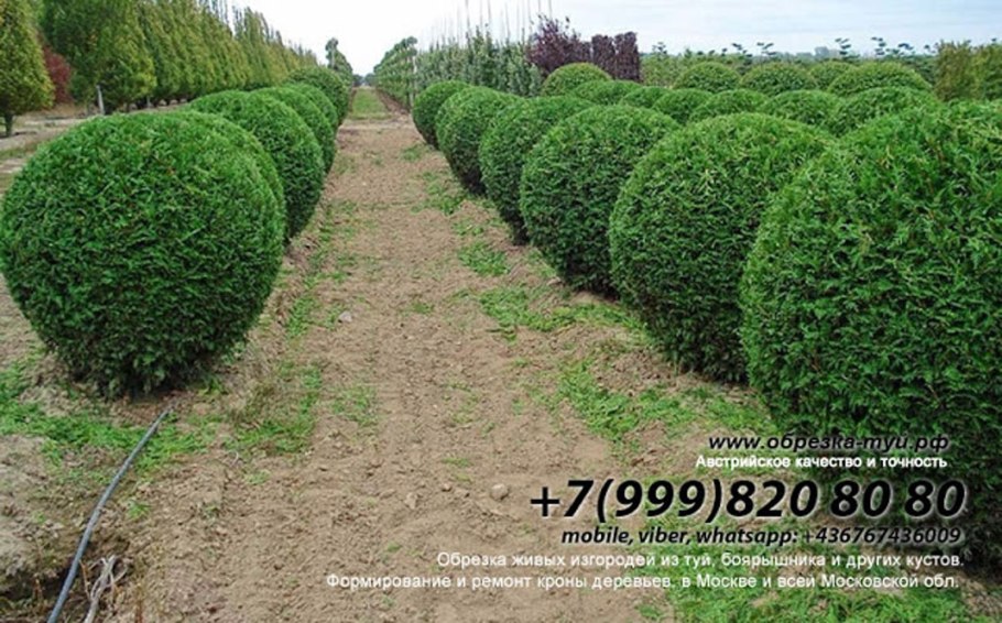 Вяз Плакучий Пендула